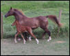 bigtrot