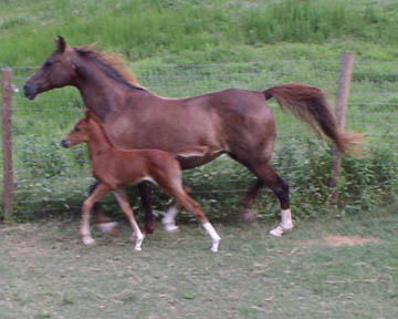 bigtrot