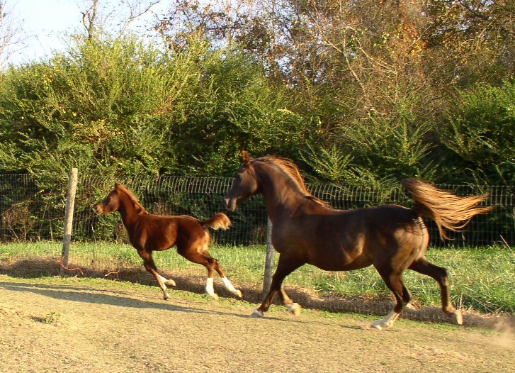 spirit and lady