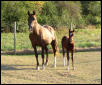 Spirit and Lady