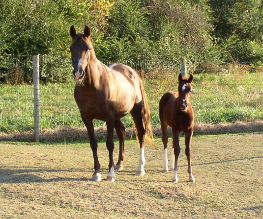Spirit and Lady