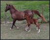 trot