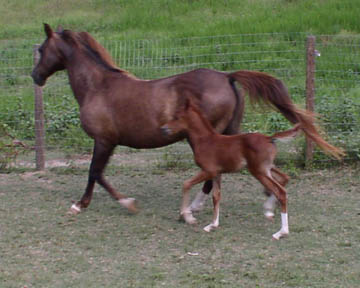 trot