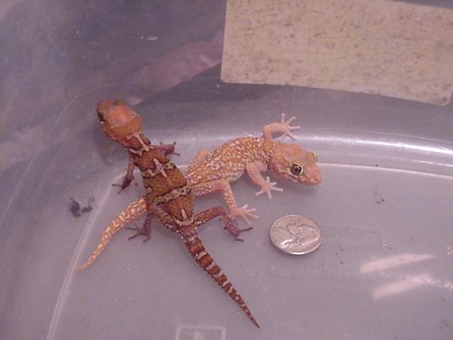 The Apple Albino as an adult