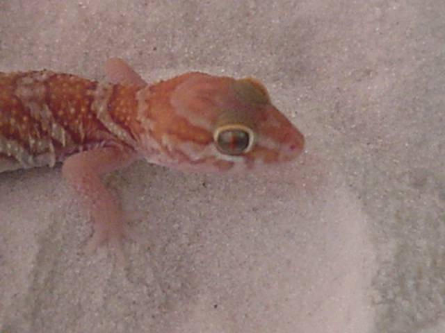 Apple Albino Pictus