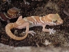 Apple albino pictus