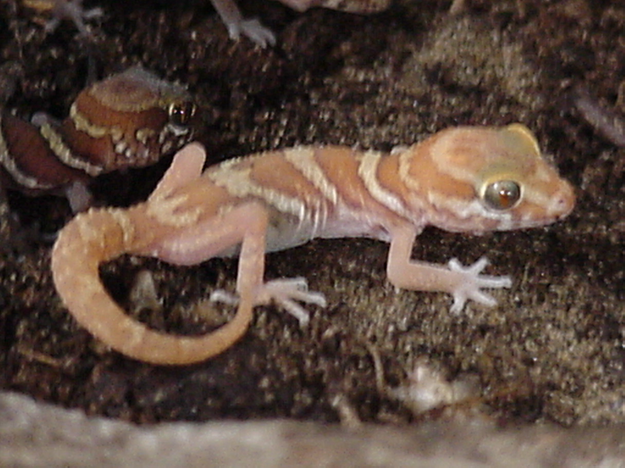Apple albino pictus