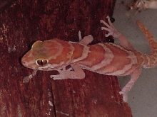 The Apple albino again
