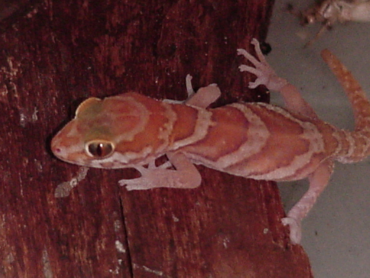 The Apple albino again