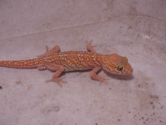Apple albino