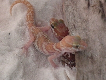 Apple Albino Pictus