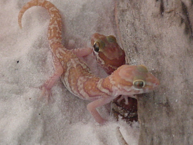 Apple Albino Pictus