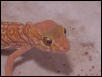 Apple albino