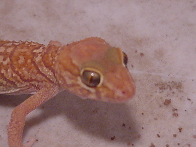 Apple albino