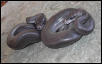 Patternless Ball Pythons
