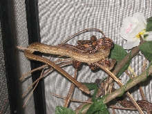 waigoe