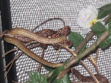 waiego gravid