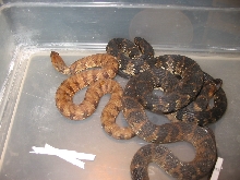 Hypo Florida banded
