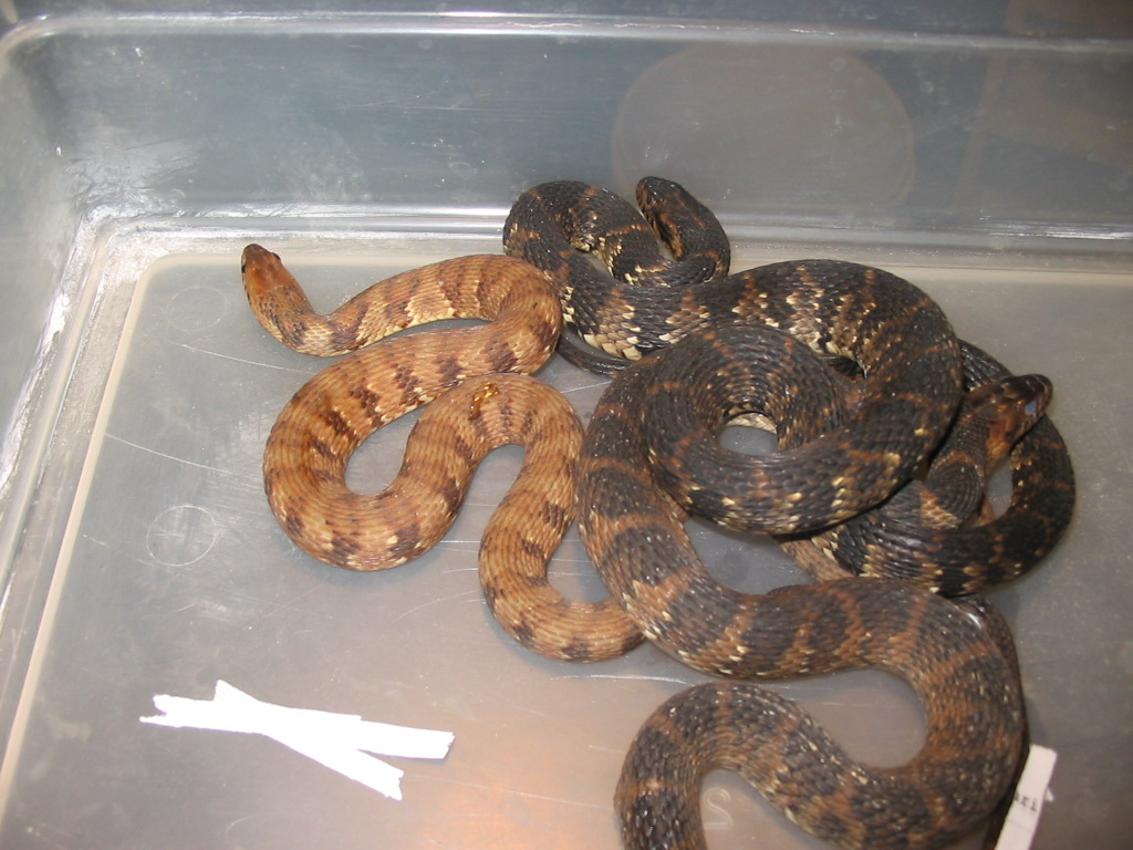 Hypo Florida banded