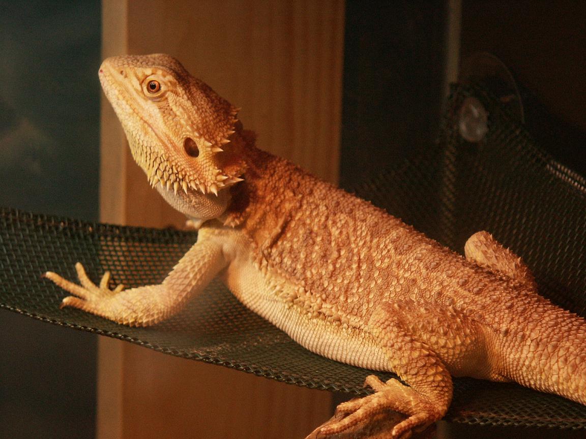 Dragon Hammock