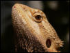 Dragon Head