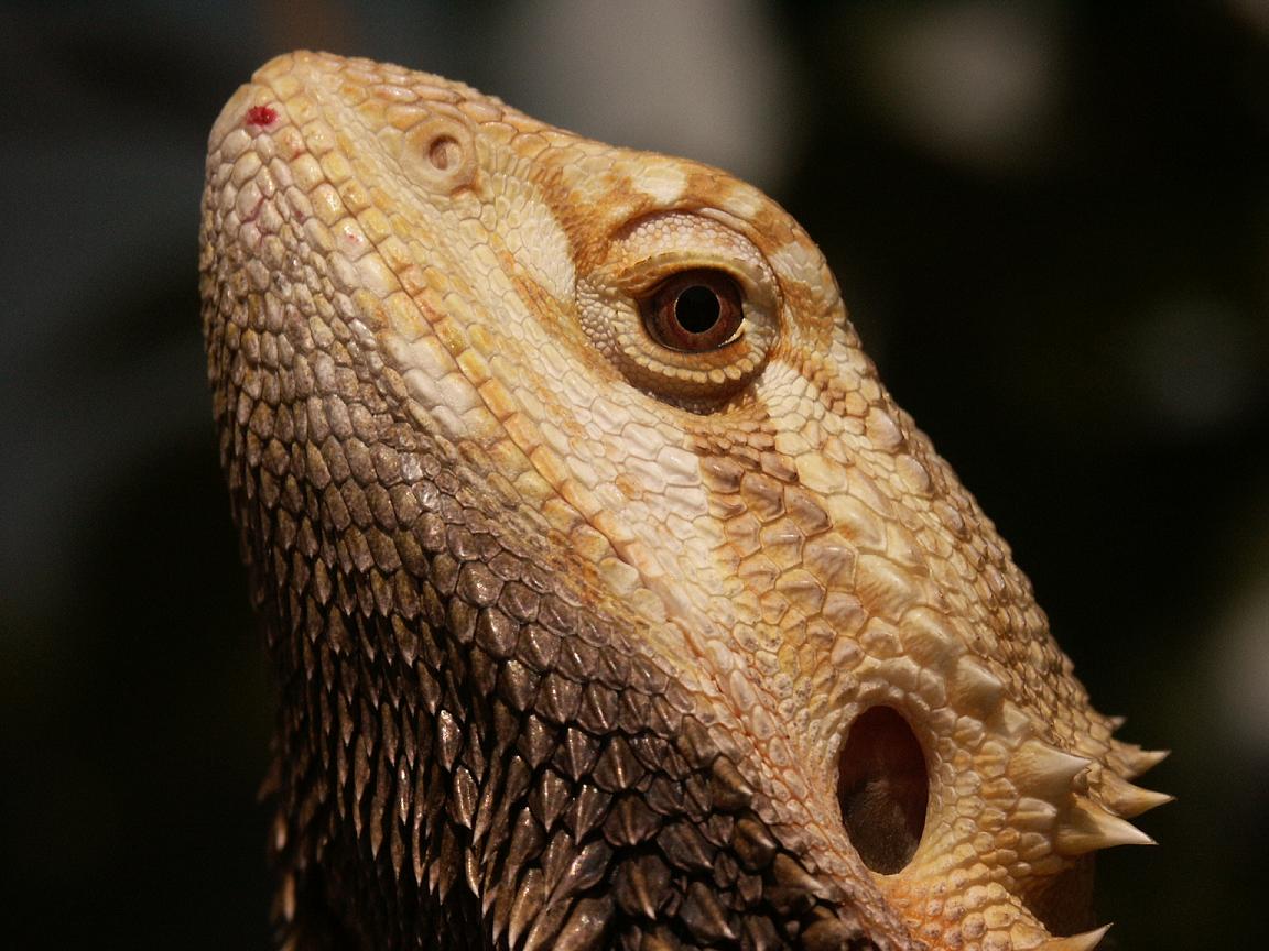 Dragon Head