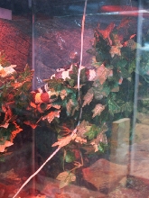 Branch