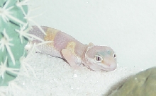 1 Month Old Tremper Albino