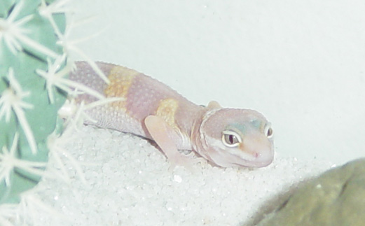 1 Month Old Tremper Albino