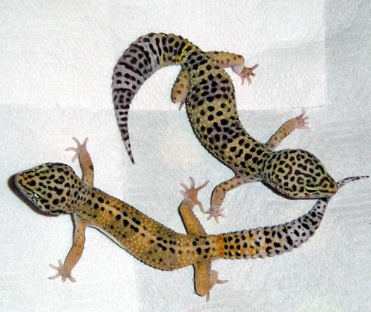 What will Offspring Be?
