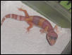 Pinky at 1 month