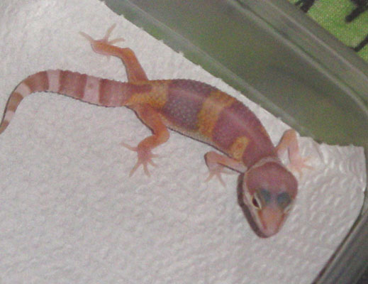 Pinky at 1 month
