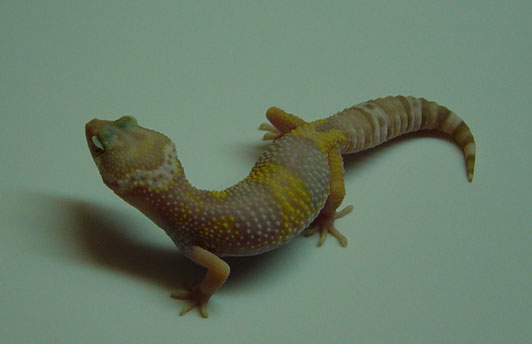 Pinky at 2 months