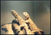 Pogona hernylawsoi couple