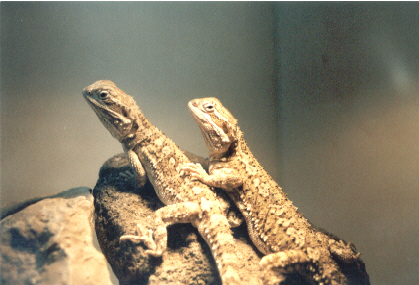 Pogona hernylawsoi couple