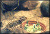 Pogona hernylawsoi male