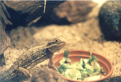 Pogona hernylawsoi male