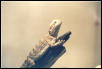 Pogona hernylawsoi female