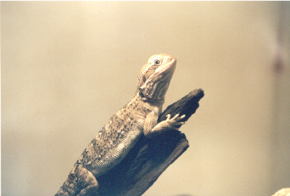 Pogona hernylawsoi female
