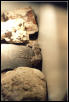 leopardgecklo shedding1