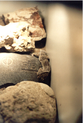 leopardgecklo shedding1