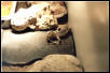 leopardgecko shedding2