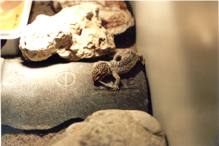 leopardgecko shedding2