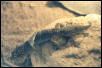 leopardgecko shedding 3