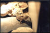Leopardgecko shedding 4