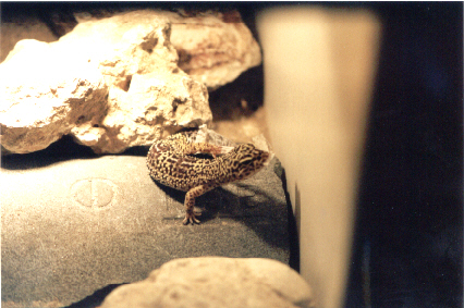 Leopardgecko shedding 4