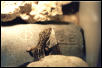 Leopardgecko shedding 5