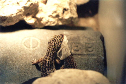 Leopardgecko shedding 5