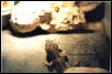Leopardgecko shedding 6