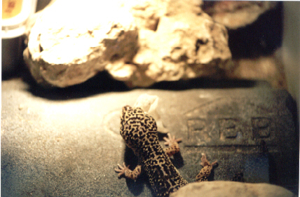 Leopardgecko shedding 6